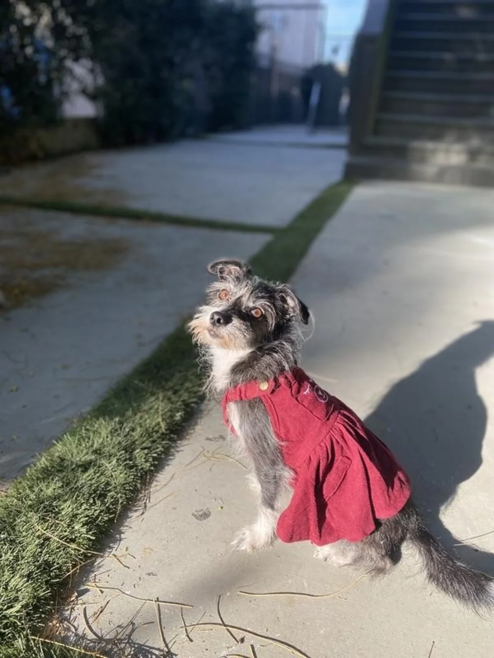 Red Corduroy Dog Dress with Bear Motif - Pets Dog